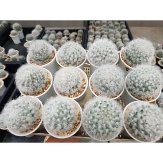 แมมขนแกะ  กระบองเพชร แคคตัส Mammillaria  bocasana cv.  multilanata