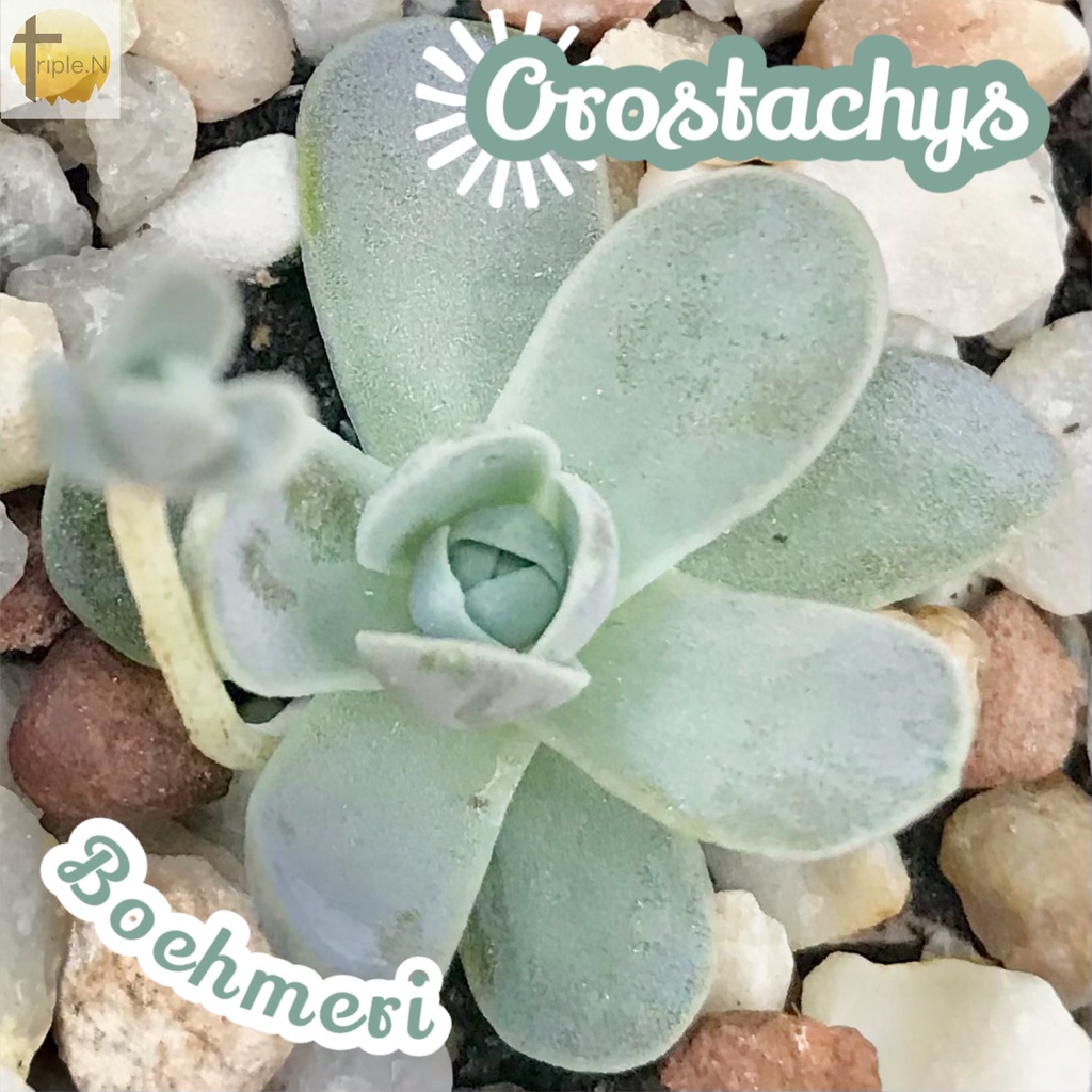 [กุหลาบเงิน] Orostachys Boehmeri ส่งพร้อมกระถาง แคคตัส Cactus Succulent Haworthia ไม้อวบน้ำ พืชอวบน้ำ หนาม โขด