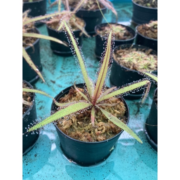 ต้นหยาดน้ำค้างนิวซีแลนด์ #พืชกินแมลง #plant #ไม้หายาก # - รูปที่ 2