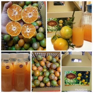 ราคาส้มทำน้ำส้มคั้น 9 กก 🍊สายน้ำผึ้ง ฝาง เชียงใหม่ ส้มเบอร์2-3 เก็บสดจากสวนทุกวัน🍊🙏😋