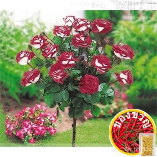 [Ready Stock] Benih Ros Putih Merah Easy Grow Outdoor/Garden Plant White Red Rose Flower Seeds Approx. 50pcs生菜/男装/手链/裙子/