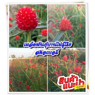 เมล็ดดอกบานไม่รู้โรยสีแดง สตอเบอรี่ จำนวน 150 เม็ดจำนวน 1 ซอง