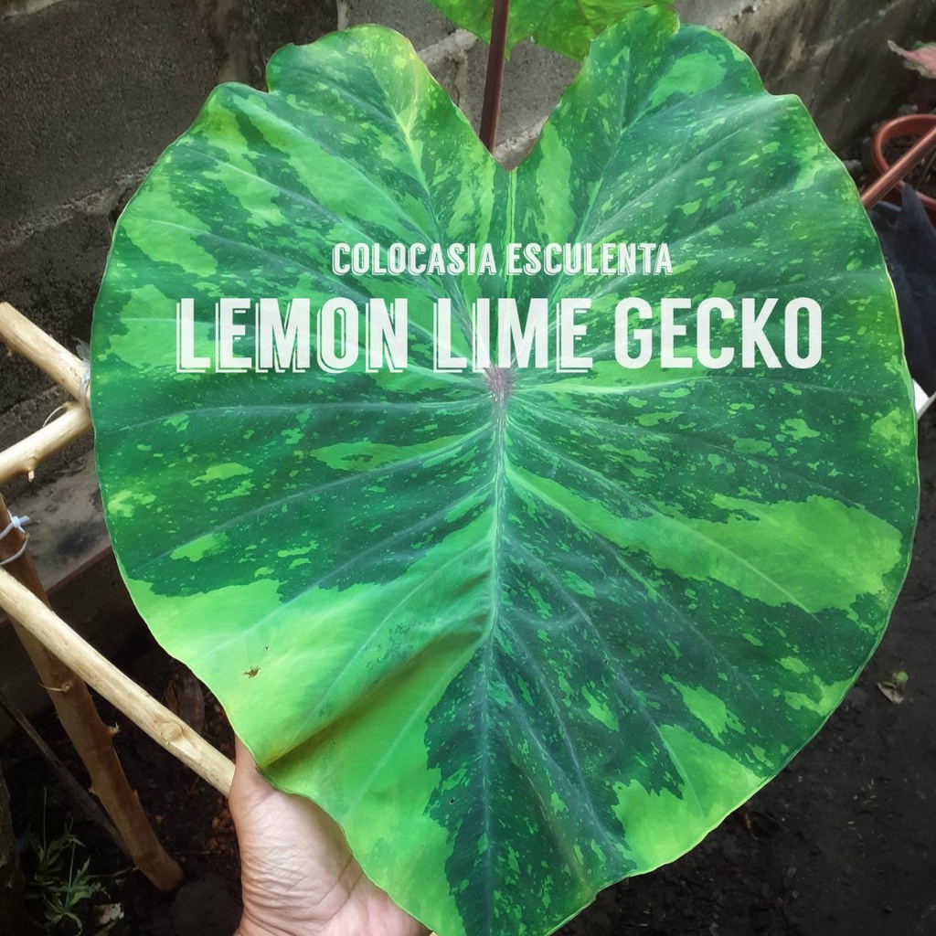 Colocasia lemon lime gecko #บอนเลม่อน #บอนเลม่อนไลม์ #แบบชำหน่อ แบบชำไหล รากเดินดี