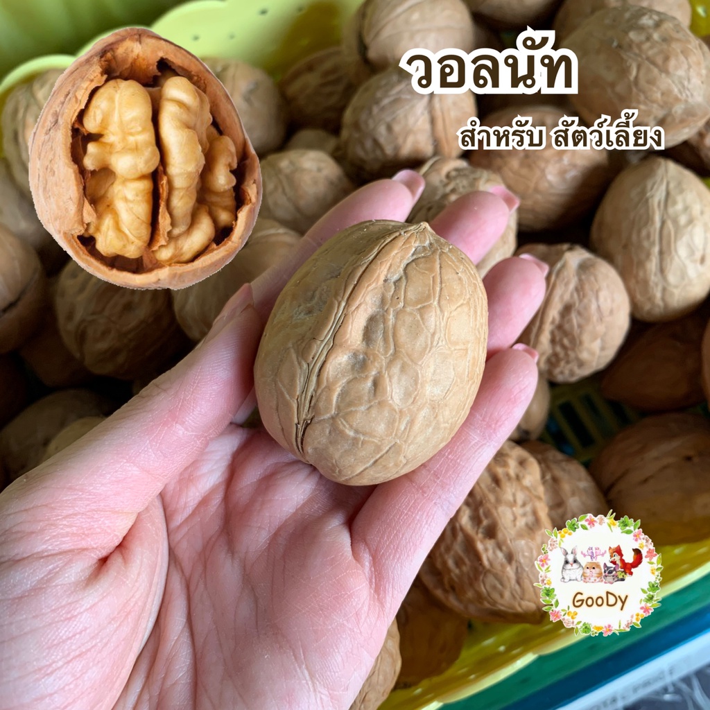 วอลนัท 1 ลูกใหญ่ big walnut 1 piece