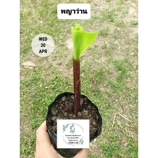 พญาว่าน 🌿ว่านมงคล เสริมสิริมงคลชีวิต