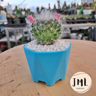 JML แมมขนแมว ในกระถาง 3 นิ้ว( Mammillaria Bocasana ) แคคตัสขนฟู