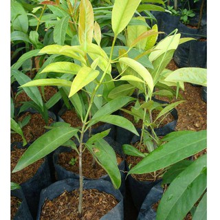 ต้นชะมวง หรือส้มมวง(ใบเปรี้ยว) 1ต้น/สูง 50-60cm.