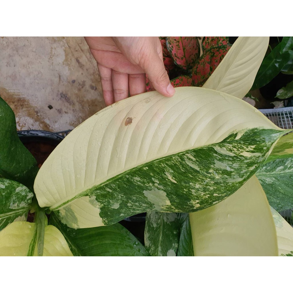 มุมมอง 5