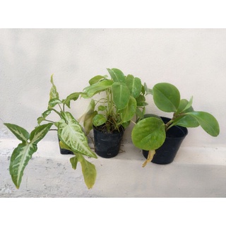 ‼️SALE ‼️ ชุดต้นไม้ฟอกอากาศ - 3 กระถาง - 1.เงินไหลมา 2.Philodendron Burlmarx พันธุ์ใบเล็ก 3.เปเปอร์หยก