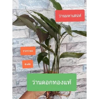 ว่านดอกทองแท้ ว่ามหาเสน่ห์หรือว่านรากราคะเป็นเมตตามหานิยม เชื่อว่าหากร้านใดมีปลูกไว้จะมีคนเข้าร้านไม่ขาดสายขั้นต่ำ 2 ต้น