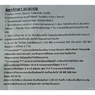 เมล็ดพันธุ์มะละกอ 150+ เมล็ด (3 g) เมล็ดพันธุ์มะละกอ แขกนวลดำเนิน ต้นเตี้ย ลูกดก พันธุ์มะละกอดำเนิน มะละกอแขกนวลดำเนินดอ