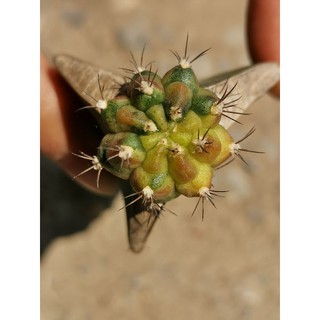 ซีเปีย A ด่าง ไม้กราฟ Sepia A Cactus แคคตัส กระบองเพชร ไม้อวบน้ำ ไม้กราฟ​ ราคาถูก