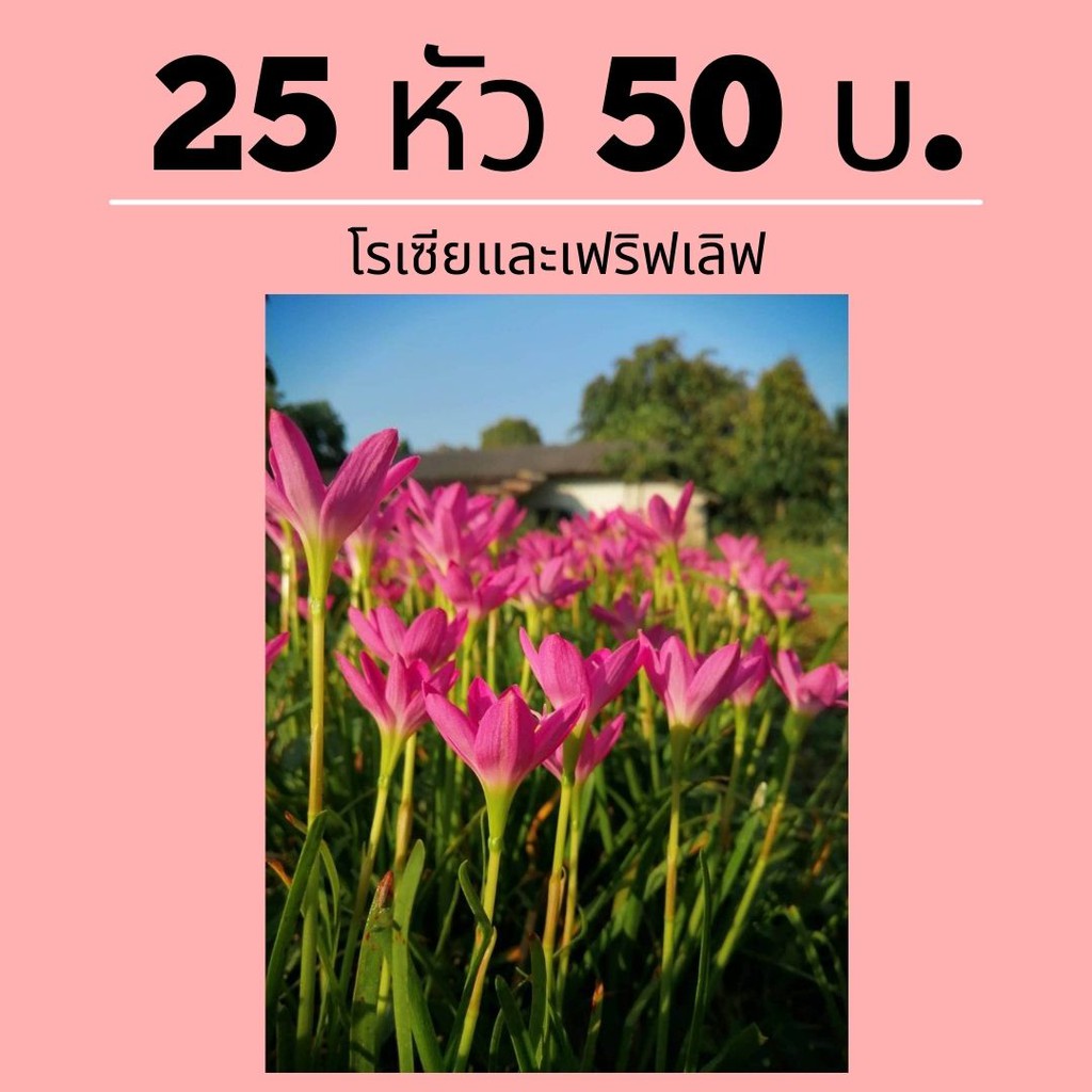 บัวดินพื้นบ้าน พันธุ์โรเซีย(สีชมพู) และ เฟริสเลิฟ(สีขาว) 50 หัว