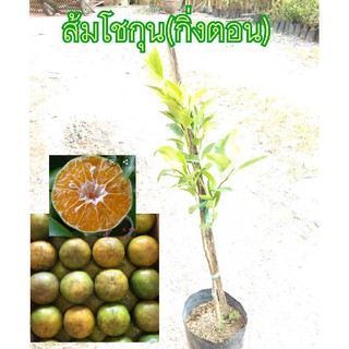 ต้นส้มโชกุน(กิ่งตอน/เสียบยอด)สายพันธุ์เบตงขนาดต้นสุง 60-70 CM (1ต้น)