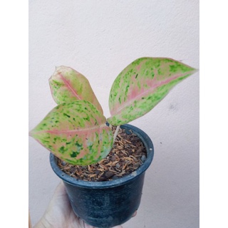 ต้นอโกนีมา (Aglaonema )รวยรายวัน