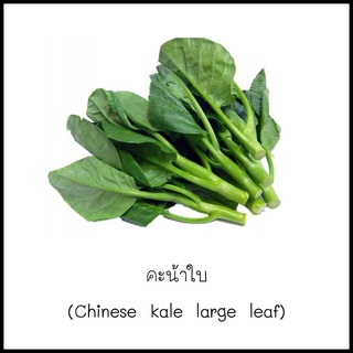 เมล็ดคะน้าใบ (Chinese kale large leaf) 200 เมล็ด [10 แถม 1 คละได้]