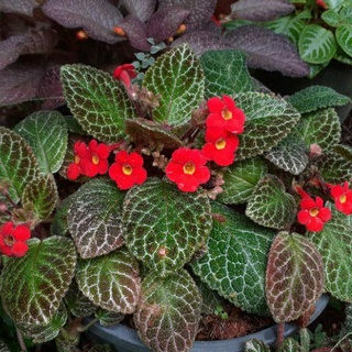 Episcia(บัตเตอร์นัท)กระถาง4นิ้ว