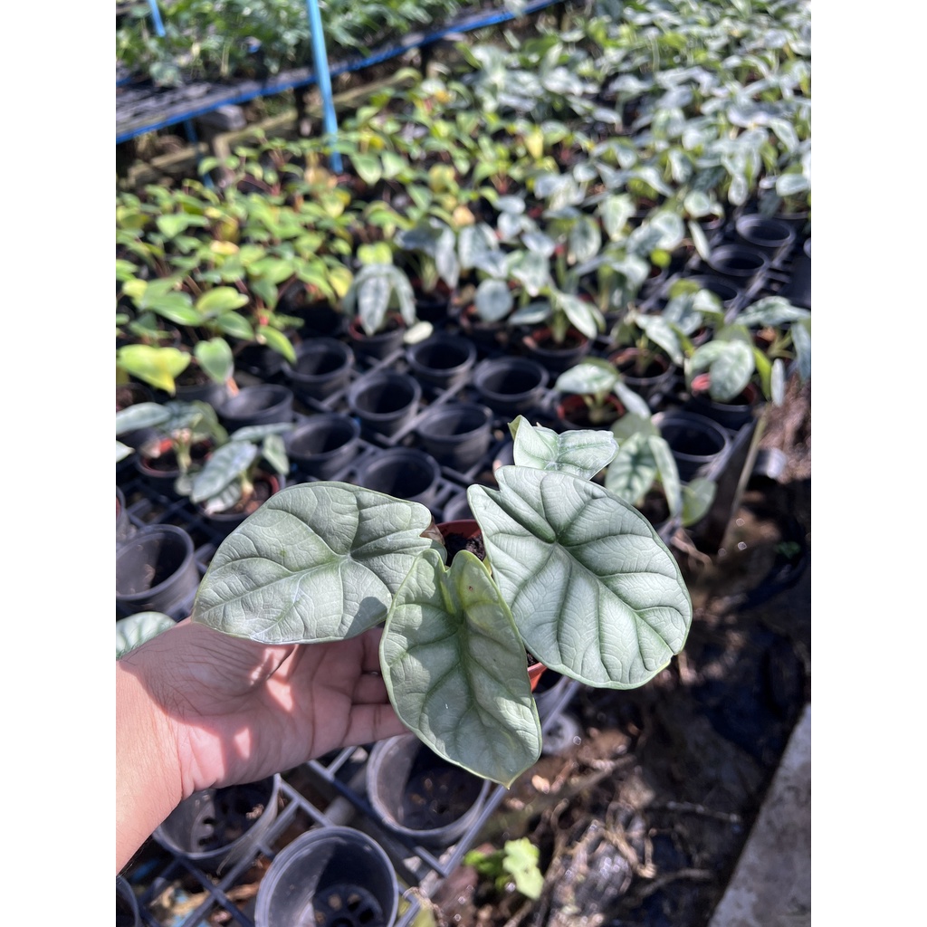 ต้นอโลคาเซีย หนังช้าง ซิลเวอร์ดราก้อน alocasia silver dragon มาในกระถางพร้อมตั้ง 4 นิ้ว