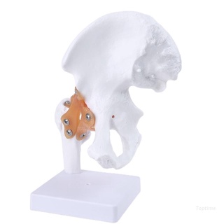 Top Life Size Ligament Hip Joint Medical Anatomy Model Skeleton Teaching Tool LEHD