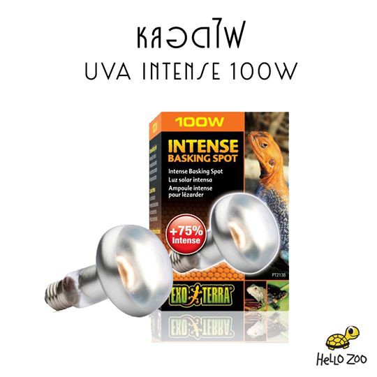 Exo Terra Intense Basking Spot 100W หลอดไฟ UVA แสงกระจุกตัว สำหรับกกไฟกลางวัน (กล่องส้ม)