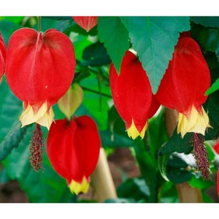 เมล็ดพันธุ์ชบา อาร์เจนติน่า Argentina Hibiscus Seed เมล็ดพันธุ์แท้นำเข้าจากต่างประเทศ คุณภาพดี ราคาถูก