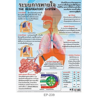 โปสเตอร์ ระบบการหายใจ #EP-239 โปสเตอร์พลาสติก PP โปสเตอร์สื่อการเรียนการสอน สื่อการเรียนรู้