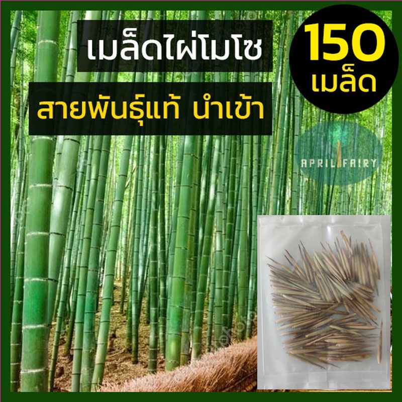 [150+ เมล็ด ] เมล็ดพันธุ์ไผ่โมโซ เมล็ดไผ่ ไผ่โมโซ moso bamboo Phyllostachys edulis seeds ไผ่จีน ไผ่ญี่ปุ่น ไผ่ลำเดี่ยว