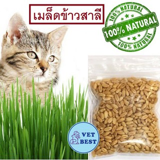 เมล็ดข้าวสาลี หญ้าแมว ออร์แกนิก (ซอง 30 กรัม ) ปลูกง่าย โตไว วิตามินและแร่ธาตุสูง แมว สุนัข หนู กระต่าย