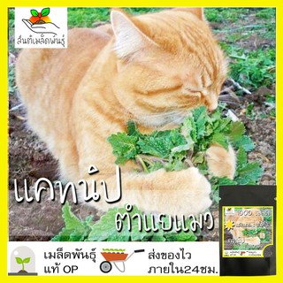 เมล็ดพันธุ์ แคทนิป ตำแยแมว 1000 เมล็ด Catnip Seed เมล็ดพันธุ์แท้100%นำเข้าจากต่างประเทศ ปลูกผัก สวน ตำแยแมว ต้นแคทนิป