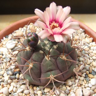 (tianzy)กระบองเพชรไม้ลำ แคคตัส cactus Gymnocalycium Pflanzii v. Albipulpa grafting ไม้ตัดกราฟ 7-8cm