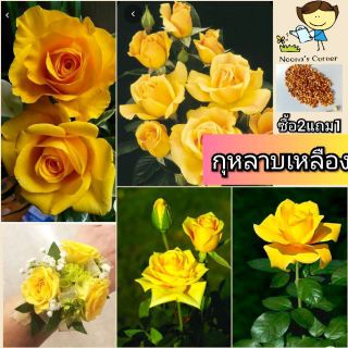 กุหลาบสีเหลืองทอง ดอกใหญ่ ซื้อ2แถม1🌹