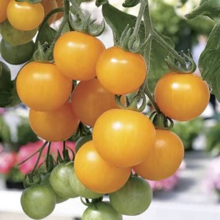 มะเขือเทศเชอร์รี่เหลือง Yellow Cherry Tomato