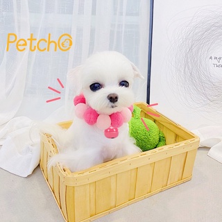 Petcho🐱ปลอกคอแมว🌸ปลอกคอแมว  ปลอกคอหมา🌸ปลอกคอน่ารัก ปอมปอมดอกไม้