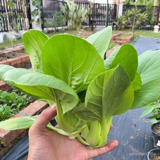 Benih Sayur Pelbagai / Vegetable seeds - Benih repackสวน/เด็ก/ดอกไม้/ผักชี/​​กระโปรง/มักกะโรนี/ทานตะวัน/กุหลาบ/เสื้อ/หมว