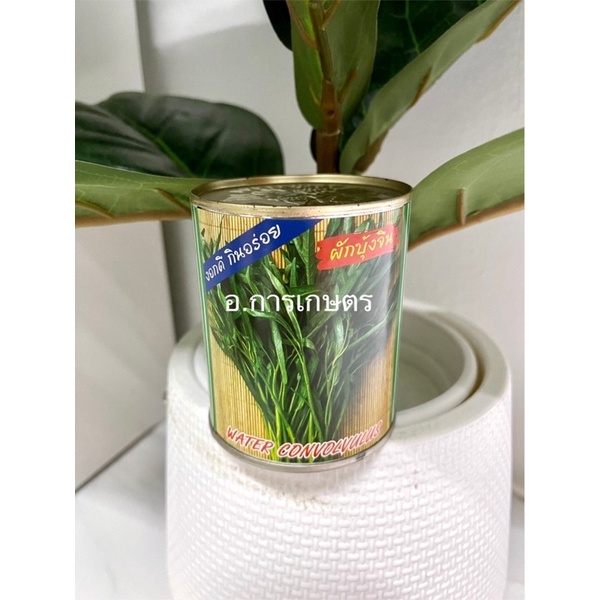 ใช้โค้ตพร้อมกันได้ ผักบุ้งจีน ตราปลาทอง ขนาด 80กรัม เมล็ดผักบุ้งจีน เมล็ดพันธุ์ผัก เมล็ดผักบุ้ง