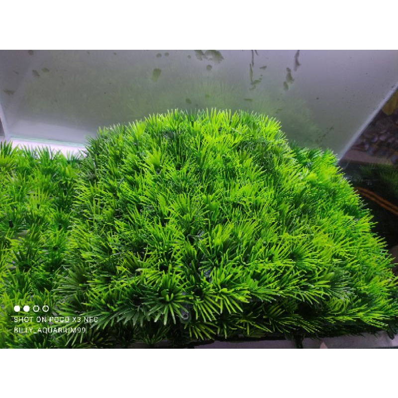 พลาสติก GRASS/DECORATIVE GRASS/NEEDLE GRASS
