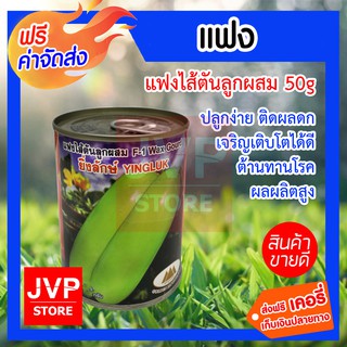 **ส่งฟรี**เมล็ดแฟงไส้ตันลูกผสมยิ่งลักษ์ 50g. ตราภูเขาทอง ปลูกง่าย ติดผลดก ผลไส้ตัน เนื้อหนา ต้านทานโรค ผลผลิตสูง