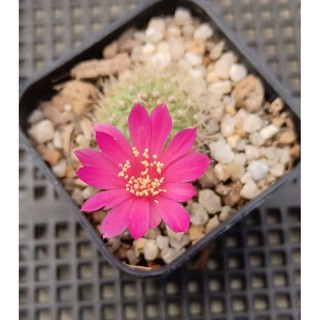 รีบูเทีย​ Rebutia​ minuscula  ดอกสวยหายาก