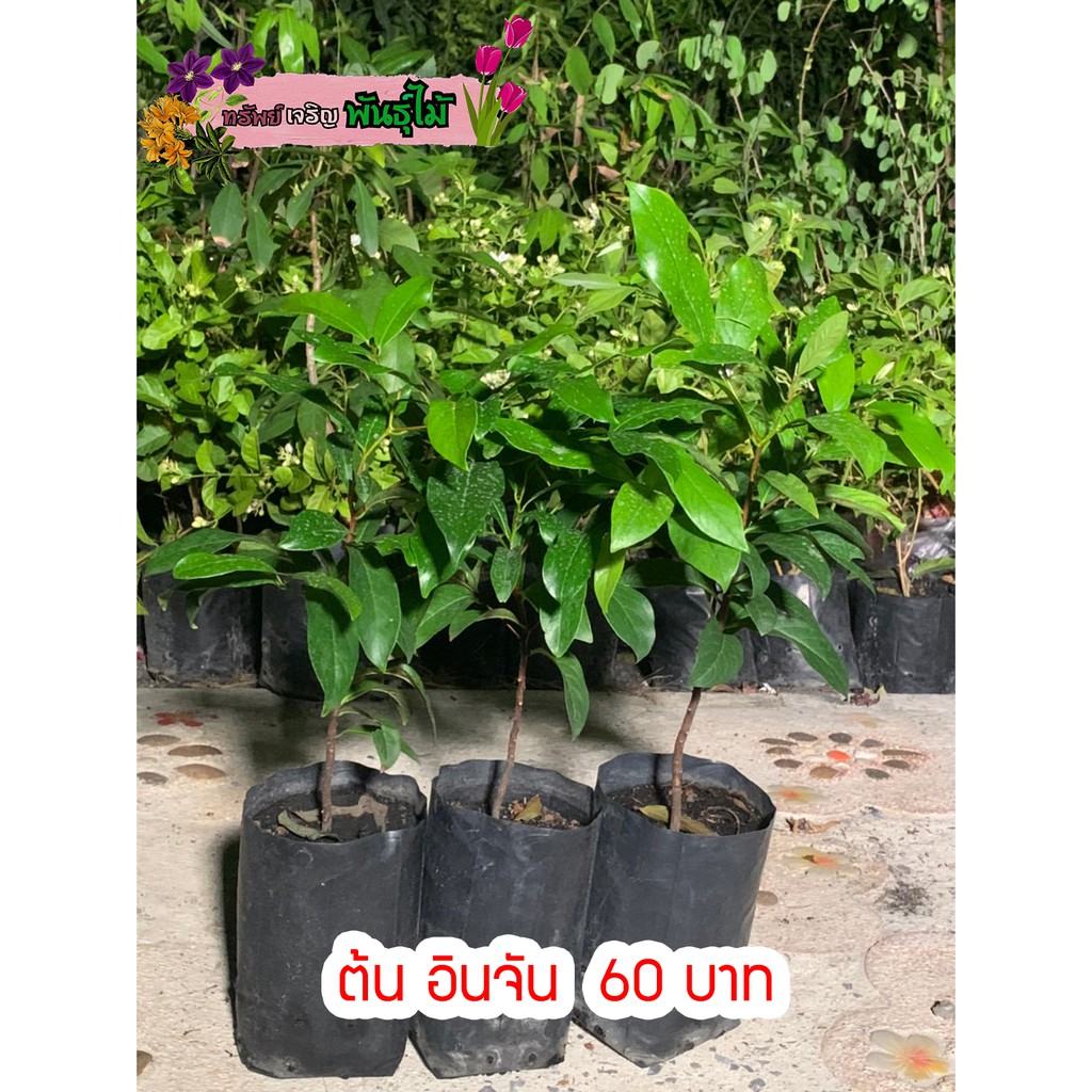 ต้นอินจัน ต้นลูกจันทร์ จันโอ ไม้มงคลหายาก พร้อมส่ง สำคัญกรุณาสั่งซื้อในเวลา12:00น.-00:00น.