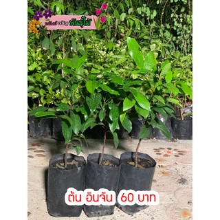 ต้นอินจัน ต้นลูกจันทร์ จันโอ ไม้มงคลหายาก พร้อมส่ง