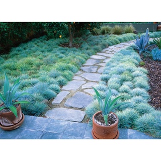 เมล็ดพันธุ์ หญ้าบลูเฟสคิว Festuca glauca blue fescue 50 เมล็ด เมล็ดพันธุ์นำเข้าจาก อังกฤษ