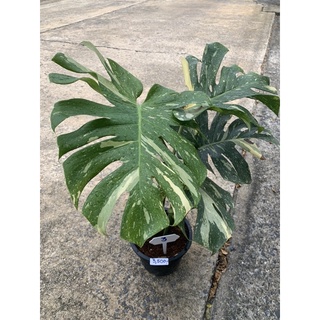 ต้น Monstera Thai Constellation (ไม่รับจัดส่งแบบเก็บเงินปลายทางนะครับ) Patsorntree