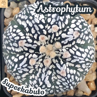 [แอสโตรซุปเปอร์คาบูโตะ~4.5cm] Astrophytum Asterias Superkabuto ส่งพร้อมกระถาง แคคตัส Cactus Succulent ไม้หายาก Euphorbia