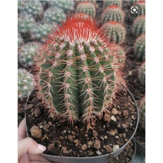 Melocactus Brodwayi ไม้เมล็ด