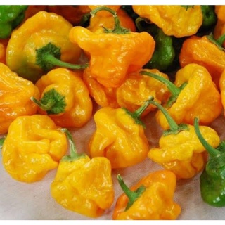 เมล็ดพันธุ์พริกจาไมก้า สก็อต บอนเนท สีเหลือง Yellow Jamaican Scotch Bonnet Pepper บรรจุ 25 เมล็ด ของแท้ คุณภาพดี ราคาถูก