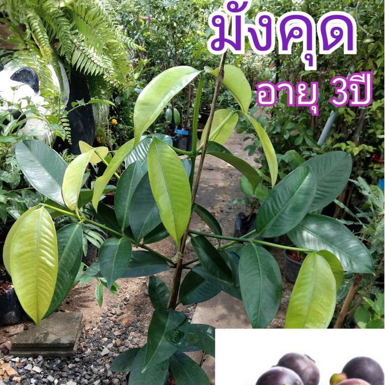 ต้นมังคุด(ไซส์ใหญ๋) ขนาดต้นสูง 80-90cm. อายุต้นพันธุ์ 3ปี ลงดินอีก 3ปี เริ่มออกผล (1ต้น)