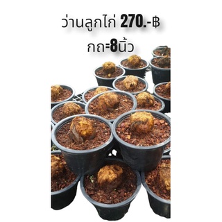 ต้นว่าลูกไก่ทองกระถาง8นิ้ว