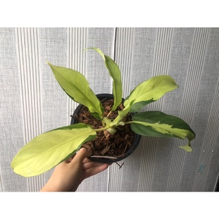 Philodendron Mexicanum 1250 à¸šà¸²à¸—