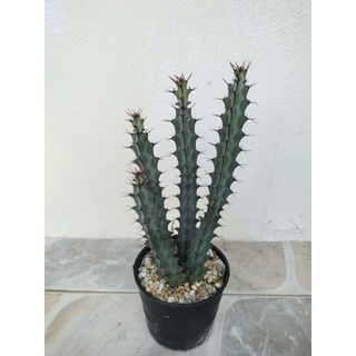 ยูโฟร์เบีย กรีนเวย์ Euphorbia greenwayi