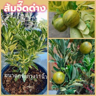 ขายต้น ส้มจี๊ดด่าง 1 ต้น(บ้านขวัญ)